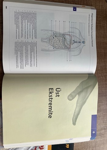  İnsan Anatomisi Atlası - Kas Tabloları ile