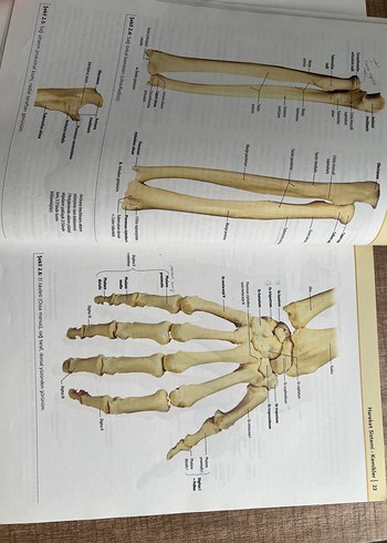  İnsan Anatomisi Kitabı - Prof. Dr. Davut Özbağ
