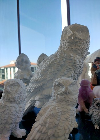 kar baykuşları - Görsel 7