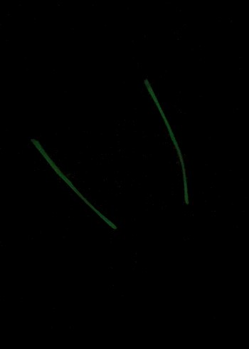 Şeffaf Krem Detaylı Kırmızı Kadın Gözlük - Görsel 6