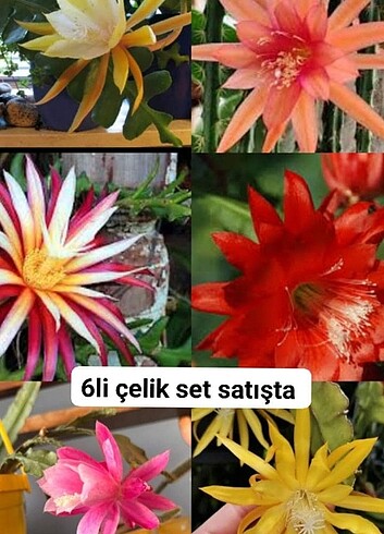 6adet özel atlas ?eliği