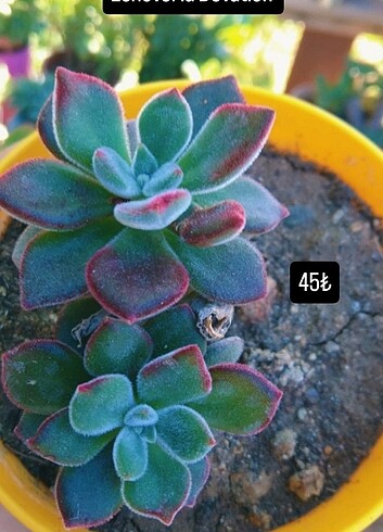 Echeveria Devation 