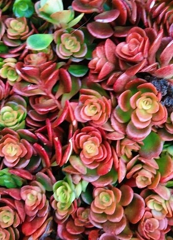 Sedum maikoni 