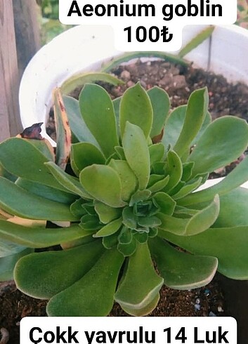 Aeonium goblin