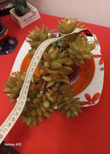 Sukulent kaktus - Görsel 7