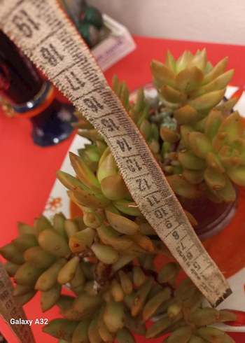 Sukulent kaktus - Görsel 8