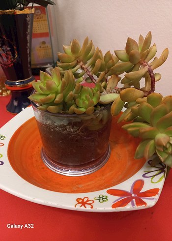 Sukulent kaktus - Görsel 2