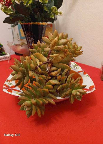 Sukulent kaktus - Görsel 4