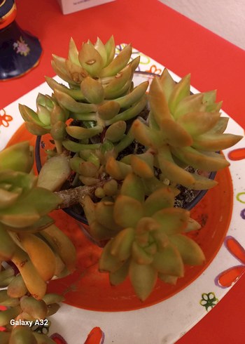 Sukulent kaktus - Görsel 5