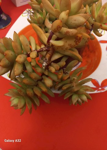 Sukulent kaktus - Görsel 6