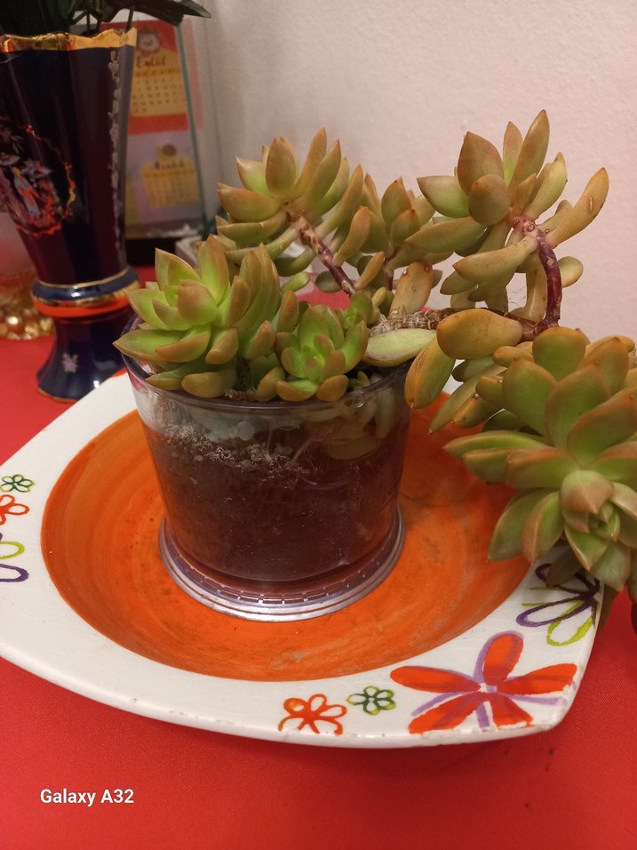 Sukulent kaktus - Görsel 2