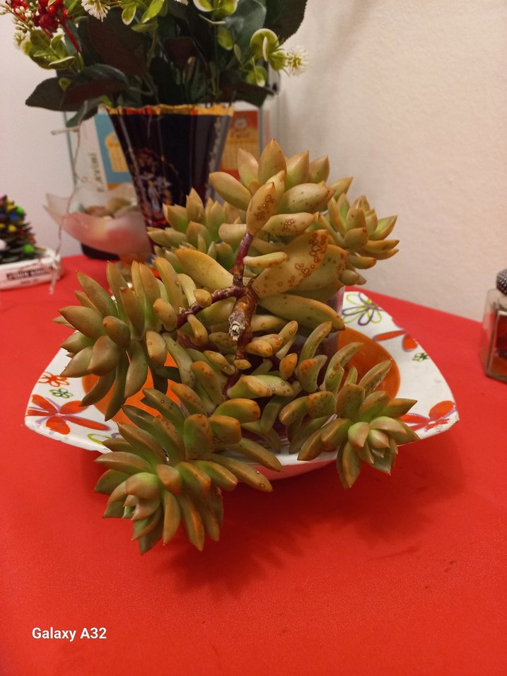 Sukulent kaktus - Görsel 4