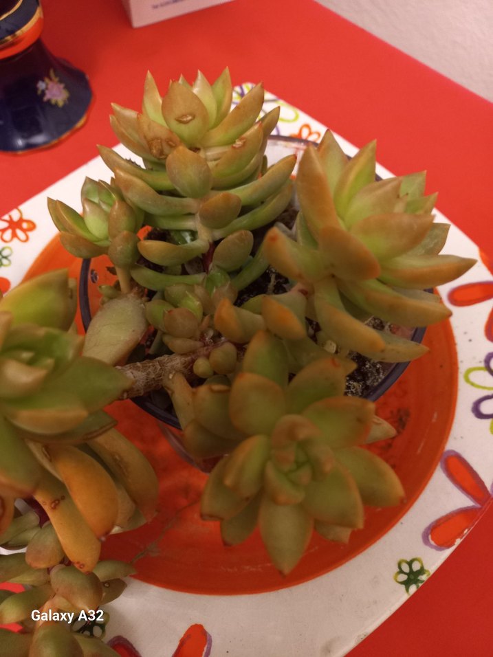 Sukulent kaktus - Görsel 5