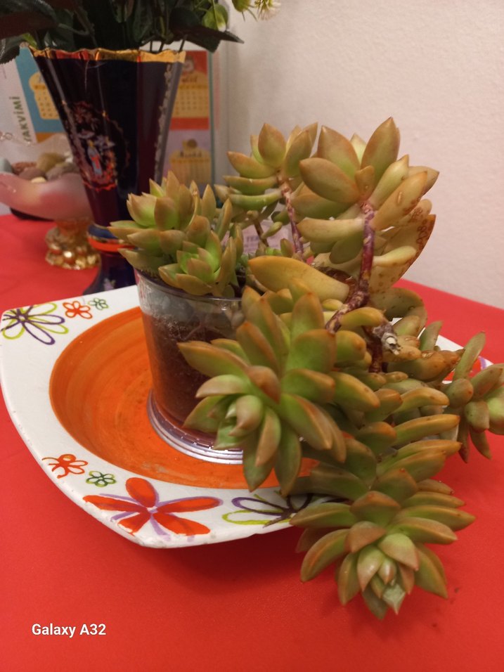 Sukulent kaktus - Görsel 3