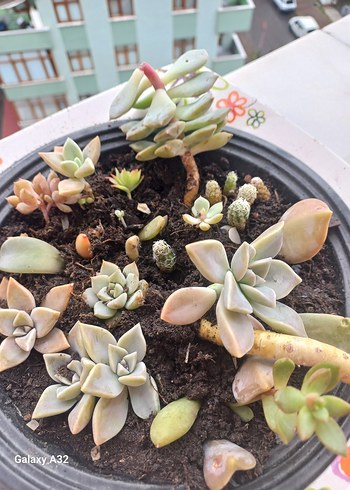 KAKTÜS cicekli - Görsel 7