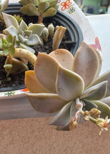 KAKTÜS cicekli - Görsel 3