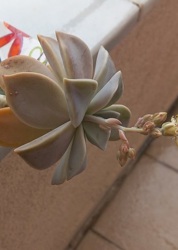 KAKTÜS cicekli - Görsel 2