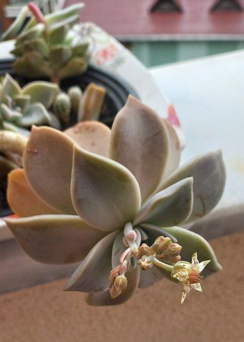 KAKTÜS cicekli - Görsel 4