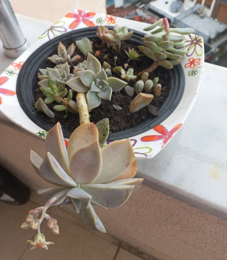 KAKTÜS cicekli - Görsel 5