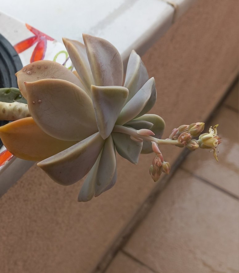 KAKTÜS cicekli - Görsel 2