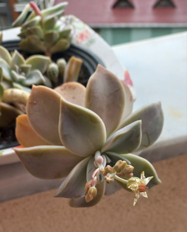 KAKTÜS cicekli - Görsel 4