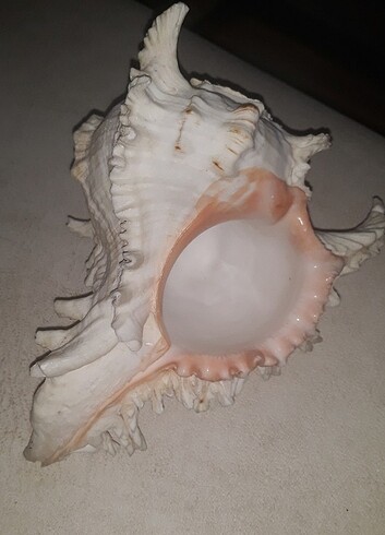Deniz kabugu 