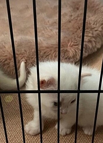 Yavru kedi köpek tel kafesi