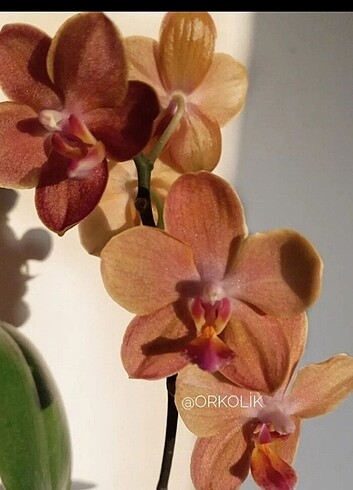 Canlı orkide Orange Blossom aromalı