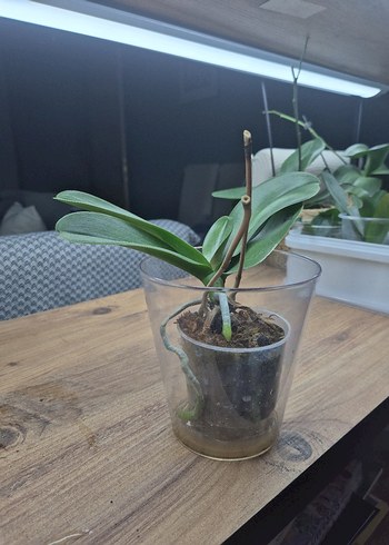 Ikea Phal Untold Stories Orkide Fidesi