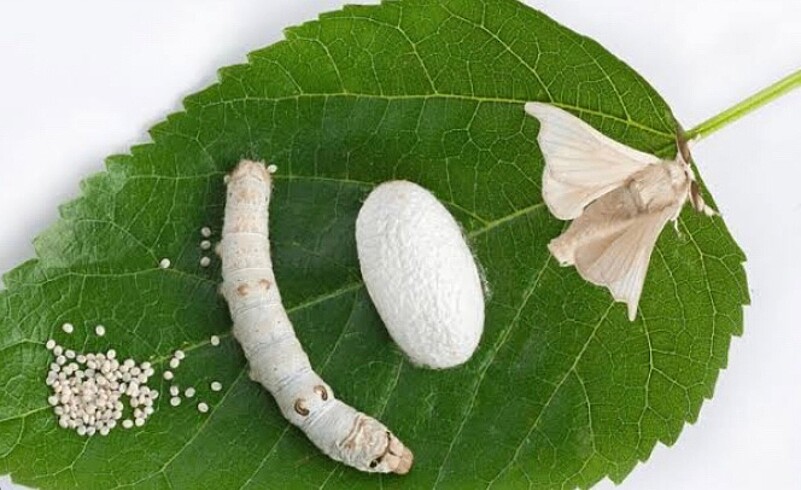 İpek böceği tırtılları