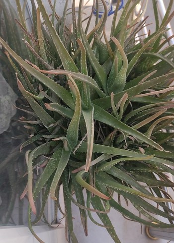  Beden Gri Saksıda Canlı Aloe Vera Bitkisi