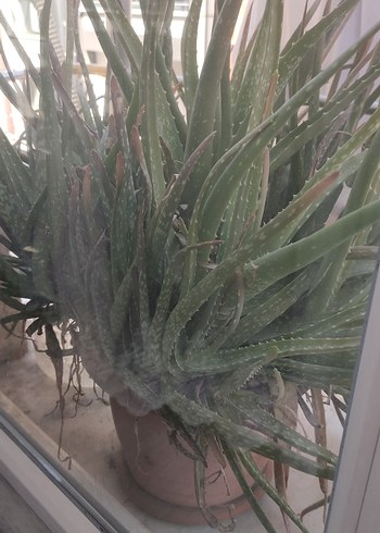 Gri Saksıda Canlı Aloe Vera Bitkisi