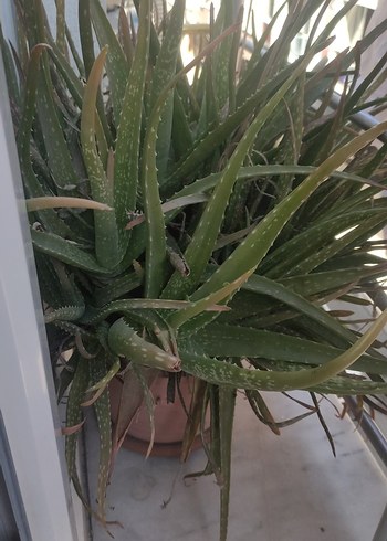Ikea Gri Saksıda Canlı Aloe Vera Bitkisi