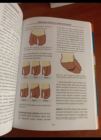  Beden Renk Sığırlarda topallık ve ayak hastalıkları kitabı Prof.Dr.Göksen Ç