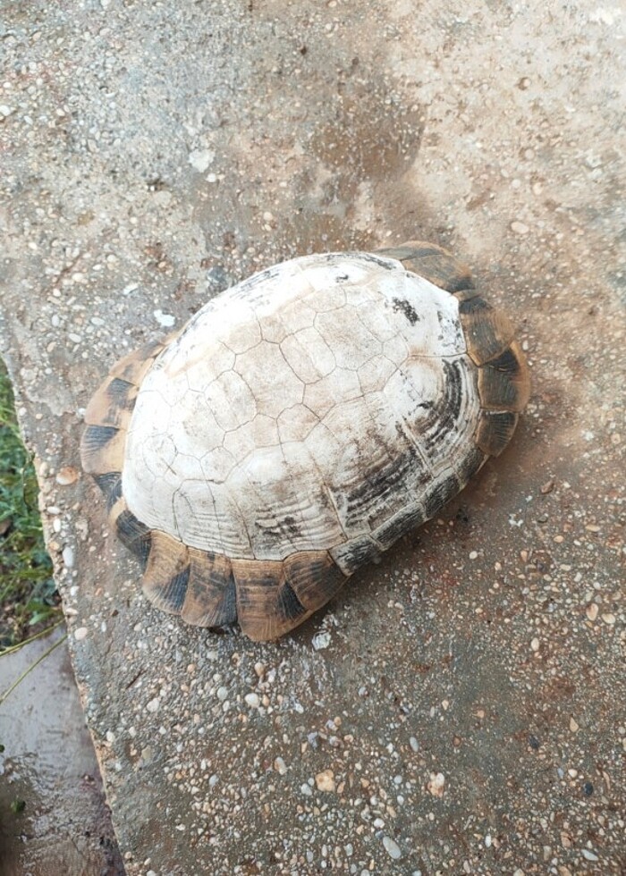 Kaplumbağa  - Görsel 2