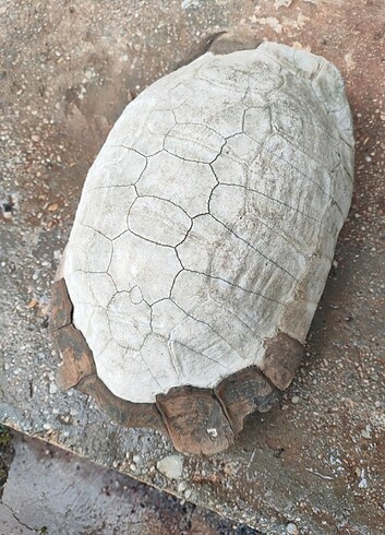  kaplumbağa kabuğu