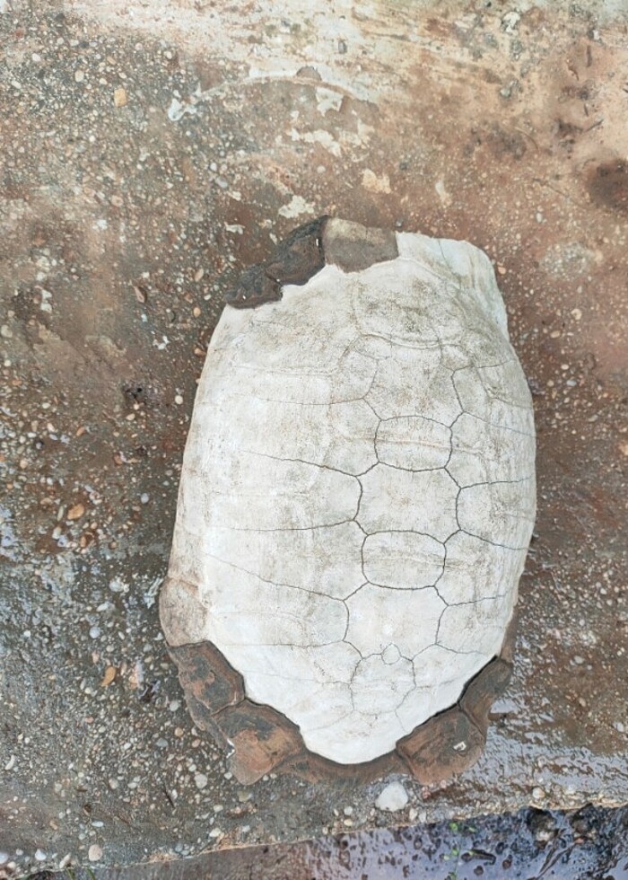  kaplumbağa kabuğu - Görsel 2