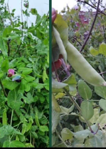 Ata tohum lar - Görsel 8