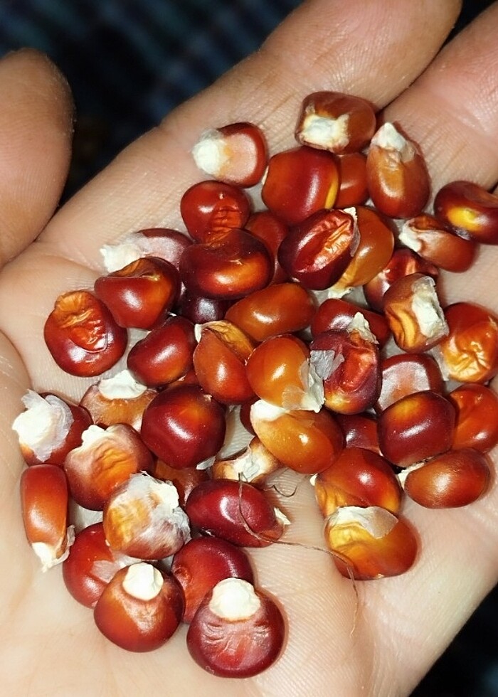 Ata tohum lar - Görsel 3