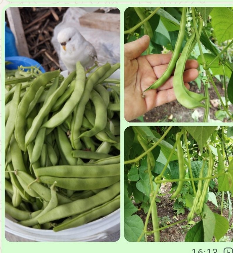 Ata tohum lar - Görsel 4