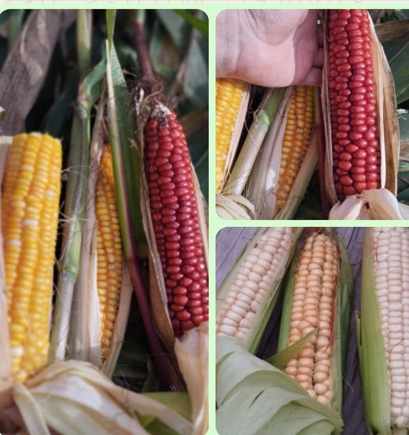 Ata tohum lar - Görsel 5