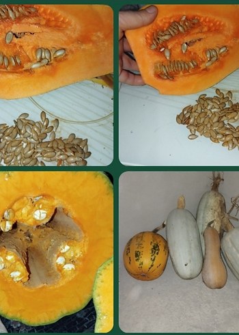 Turuncu Kabak ve Tohumları Puzzle - Görsel 2