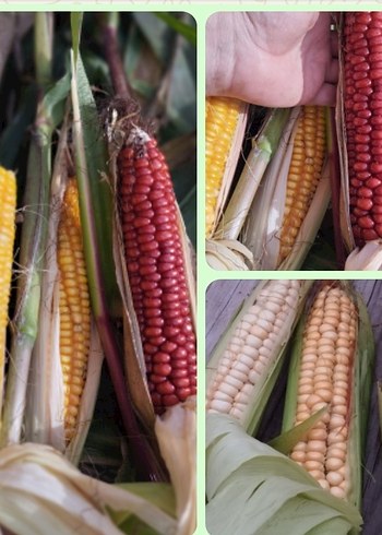 Turuncu Kabak ve Tohumları Puzzle - Görsel 3