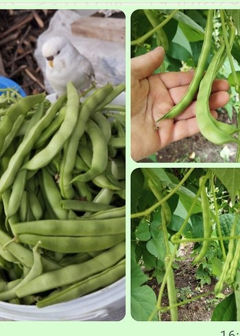 Turuncu Kabak ve Tohumları Puzzle - Görsel 4