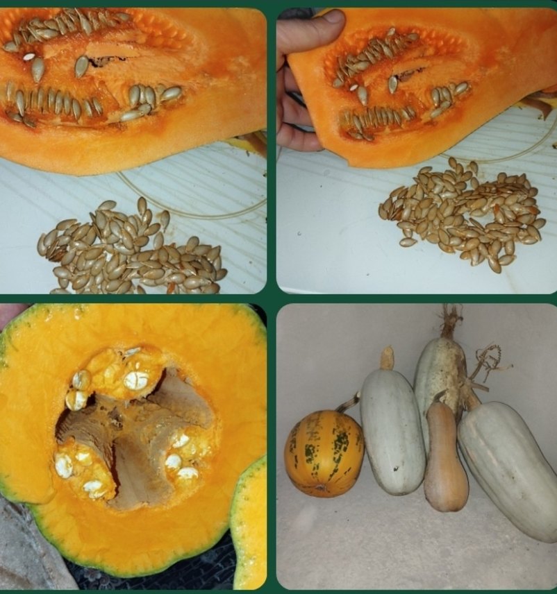 Turuncu Kabak ve Tohumları Puzzle - Görsel 2