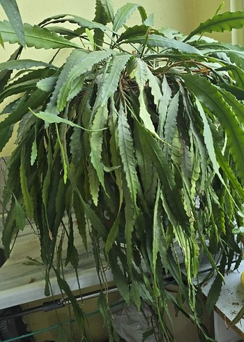 büyük köklü pembe atlas - Görsel 2