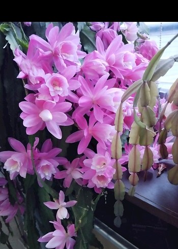 büyük köklü pembe atlas - Görsel 6