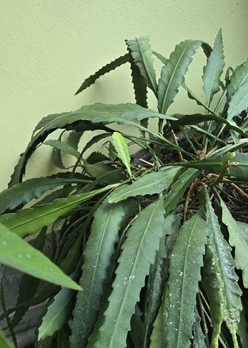 büyük köklü pembe atlas - Görsel 5