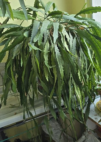 büyük köklü pembe atlas - Görsel 4