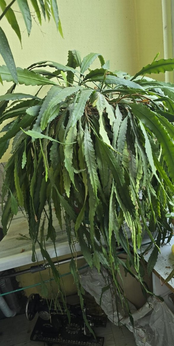 büyük köklü pembe atlas - Görsel 2